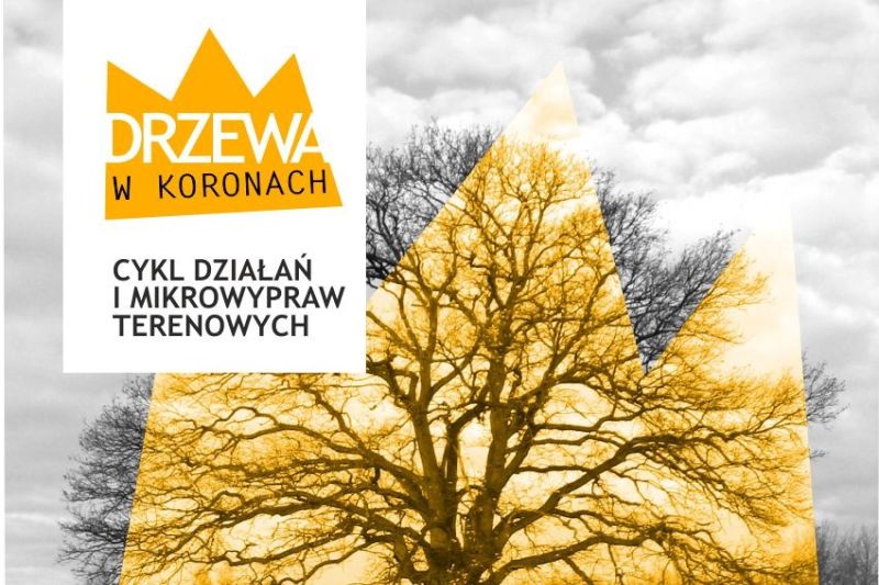 drzewa w koronach 04 21