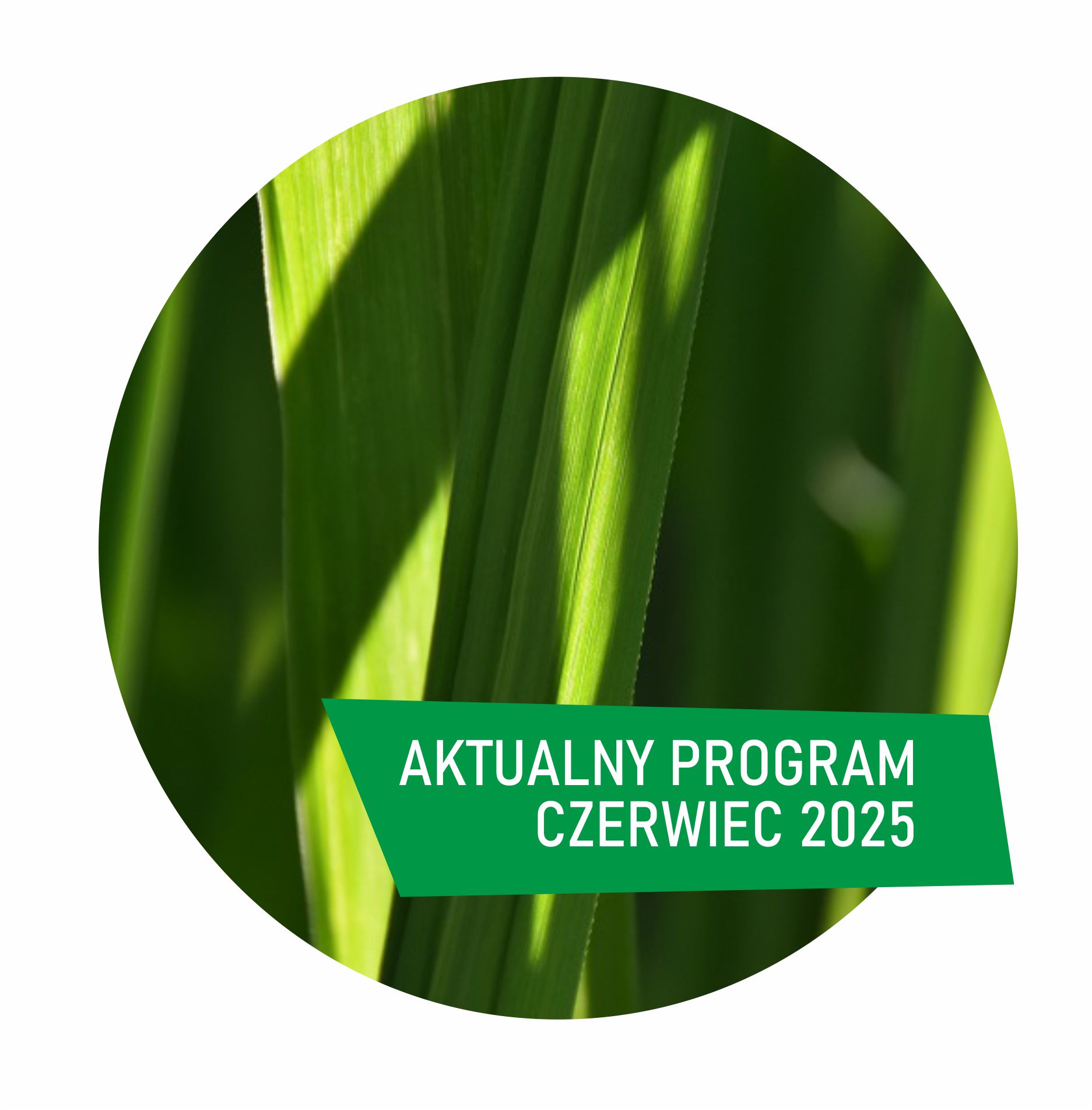 kolko czerwiec 2025